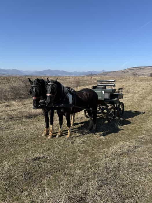 Vand o pereche de manji armasar Barok Pinto cu trasura hamuri remorca