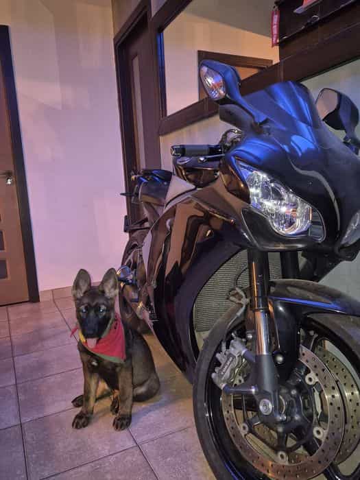 Honda CBR1000RR 2008