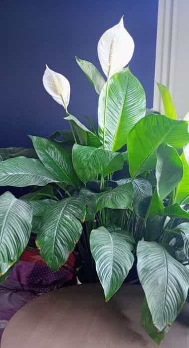 Duży skrzydłokwiat