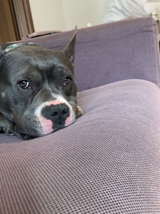 American bully poket