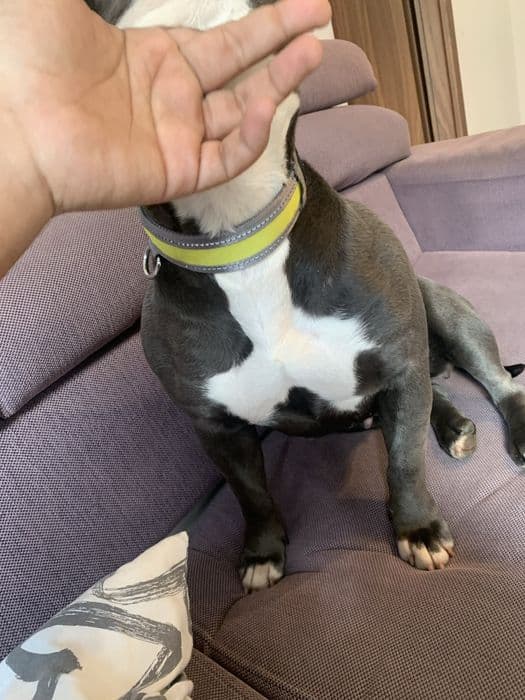 American bully poket