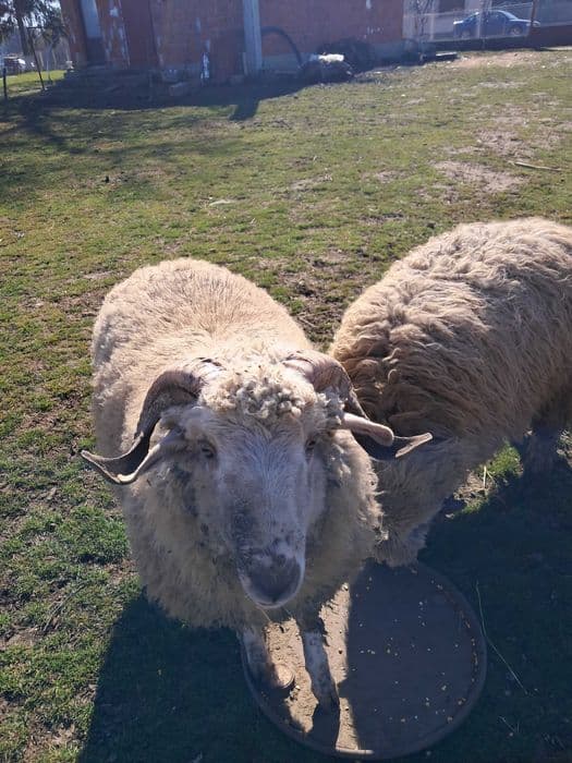 Oi crescute natural, grase si frumoase.