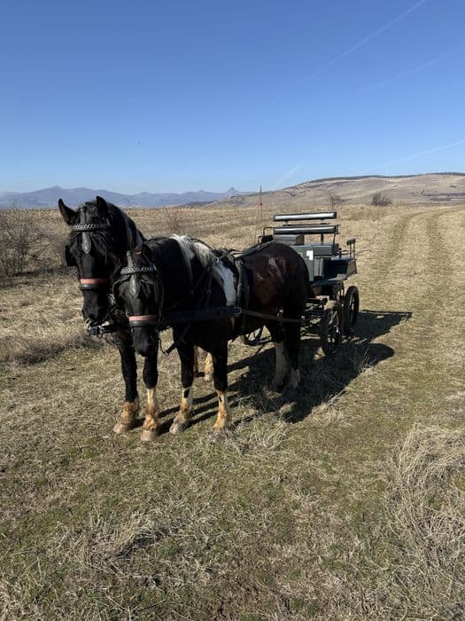 Vand o pereche de manji armasar Barok Pinto cu trasura hamuri remorca