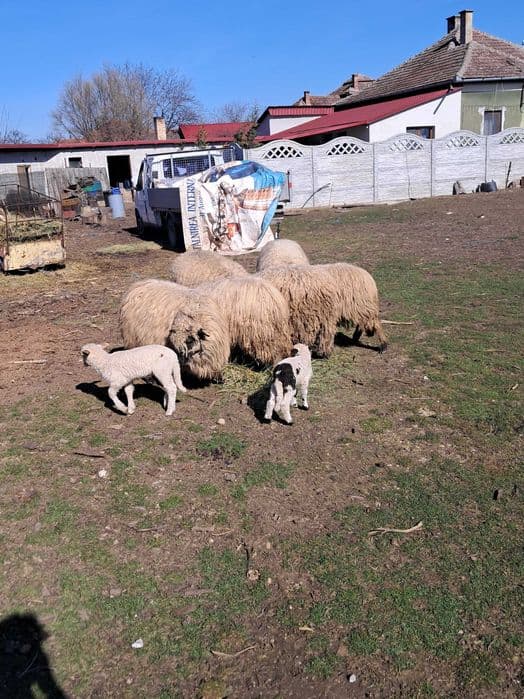 Oi crescute natural, grase si frumoase.