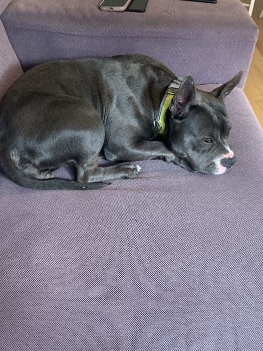 American bully poket