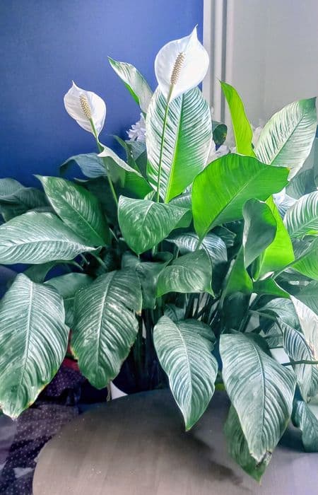 Duży skrzydłokwiat