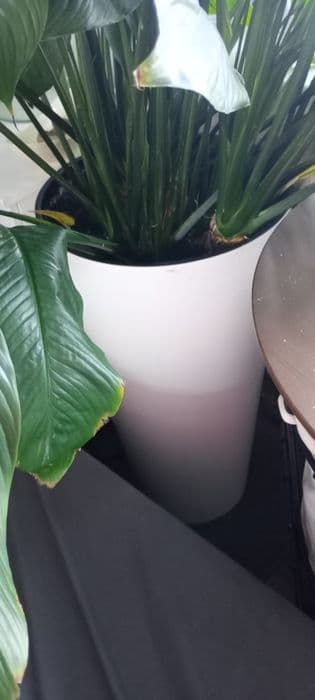 Duży skrzydłokwiat