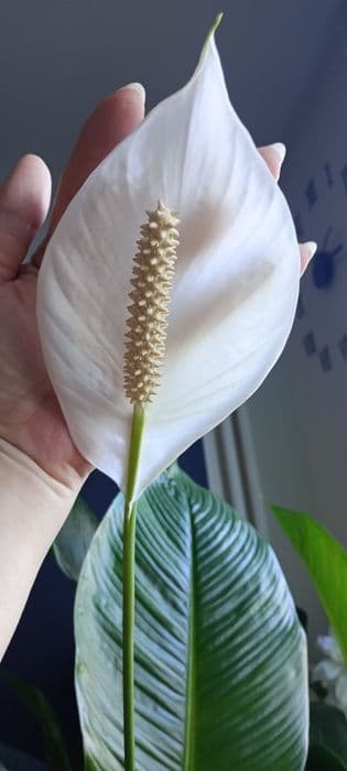 Duży skrzydłokwiat