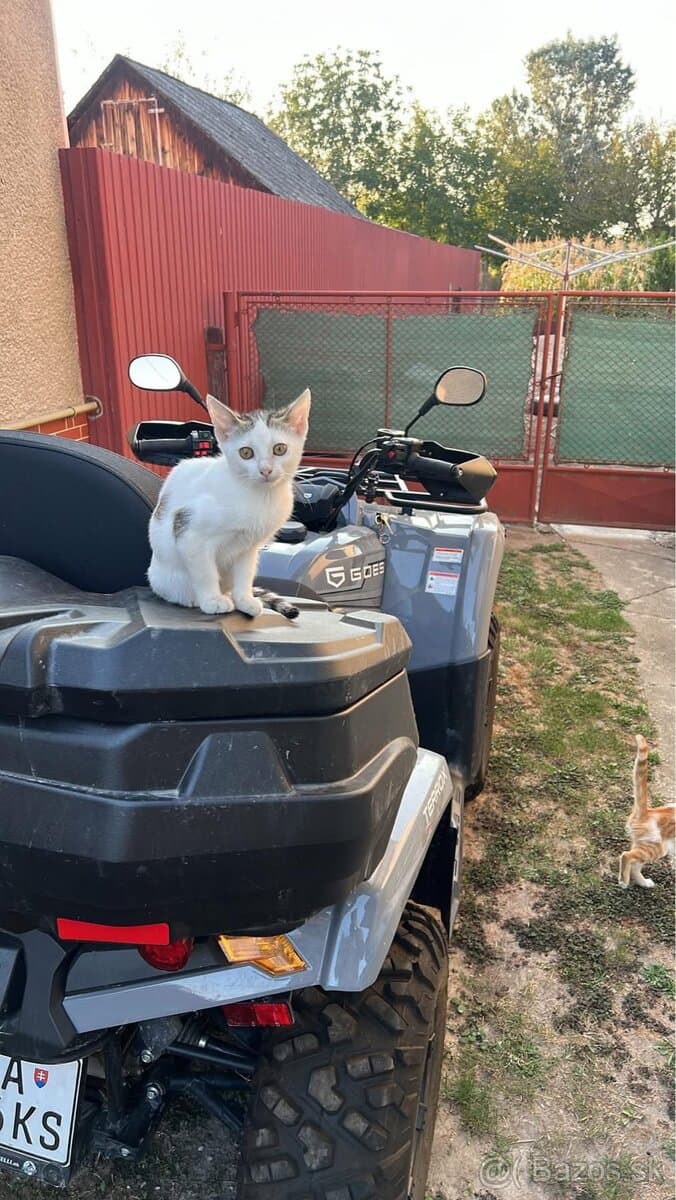 Terrox 500l (cf moto)