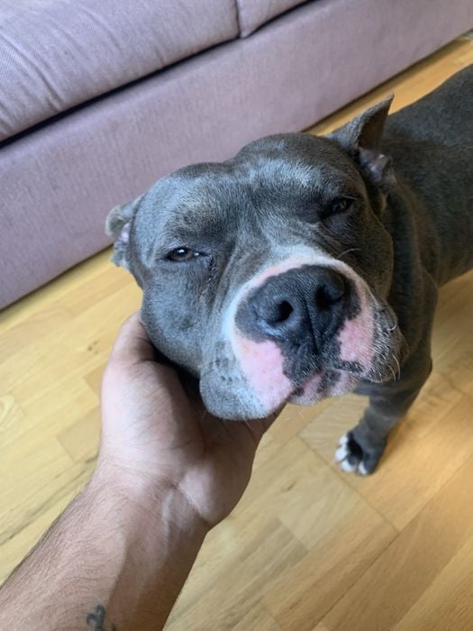 American bully poket