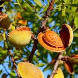 Migdal Texas              .