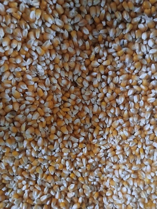 Porumb boabe, graunte