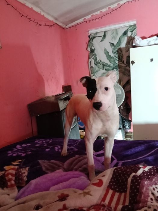 Am o caatea hamnstaf are 6 luni 600 negogiabil