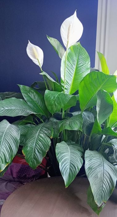 Duży skrzydłokwiat